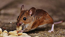 pharmaceutical-pest-control Experts in Capital Heights
